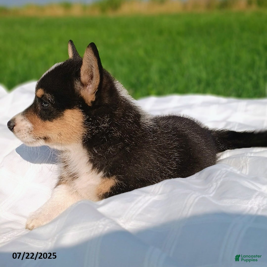 Welsh Corgi Pembroke dogs for sale: Rover - Image 1