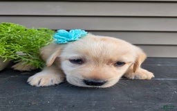 Labrador Retriever dogs for sale: Summer - Image 2