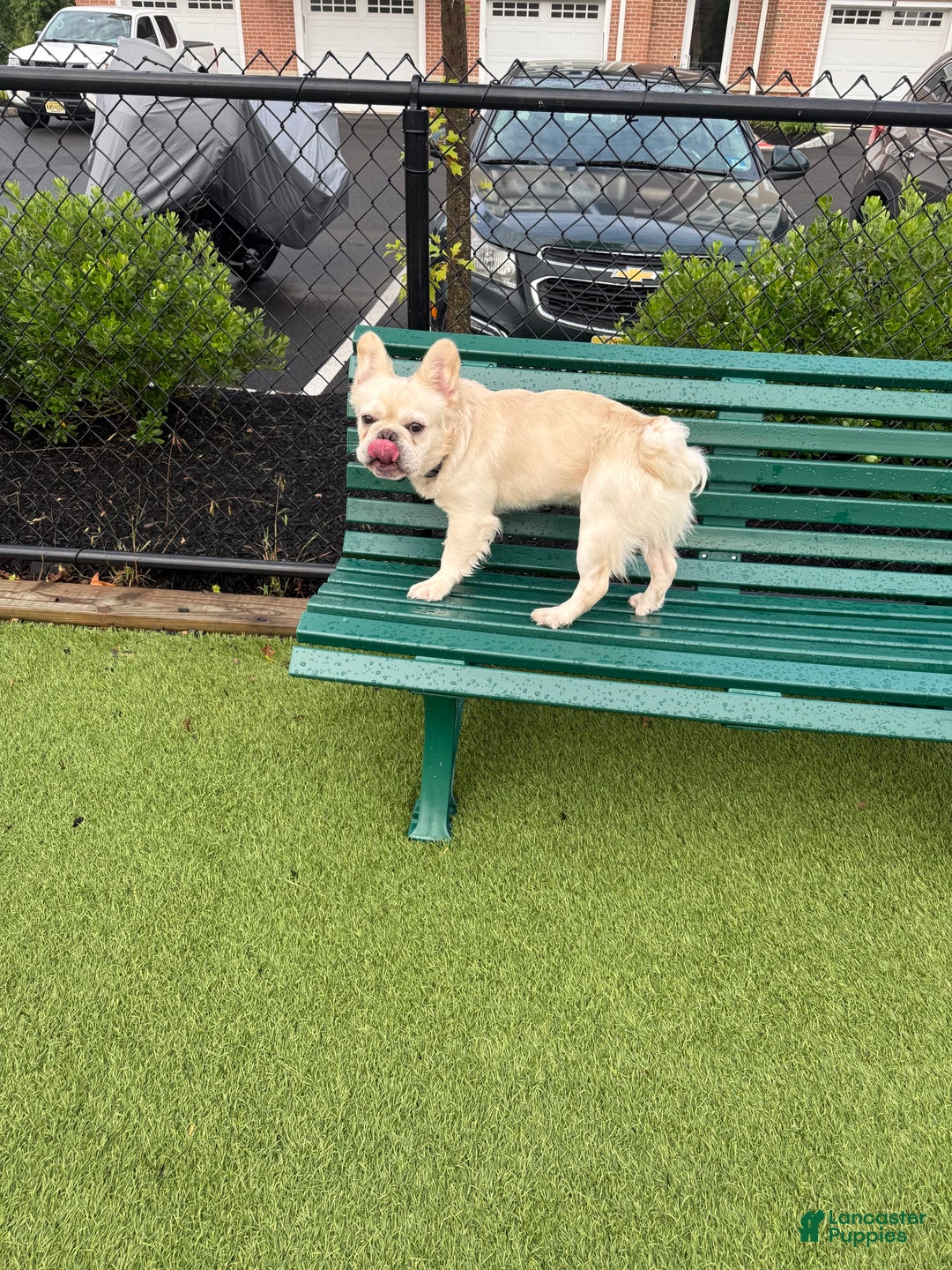 French Bulldog dogs for sale: Whiskey - Image 8