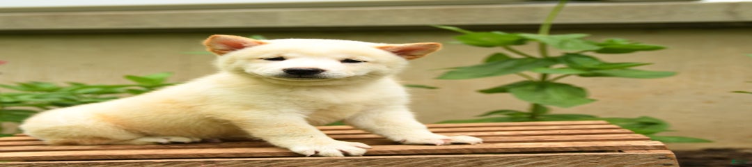 Pete