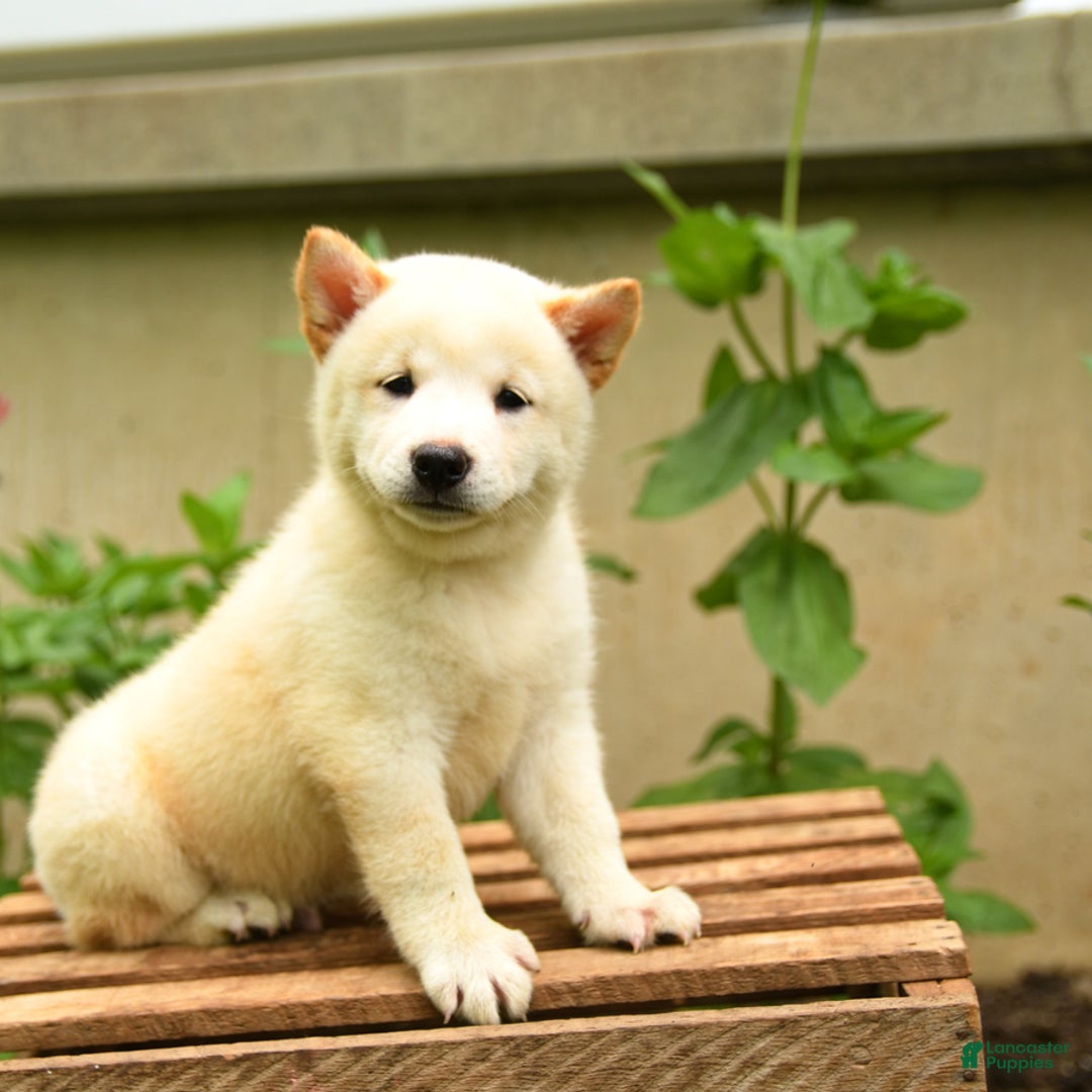 Shiba Inu dogs for sale: Pete - Image 4