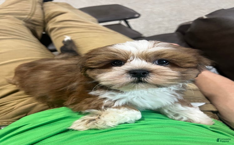 Lhasa Apso dogs for sale - Ad 4