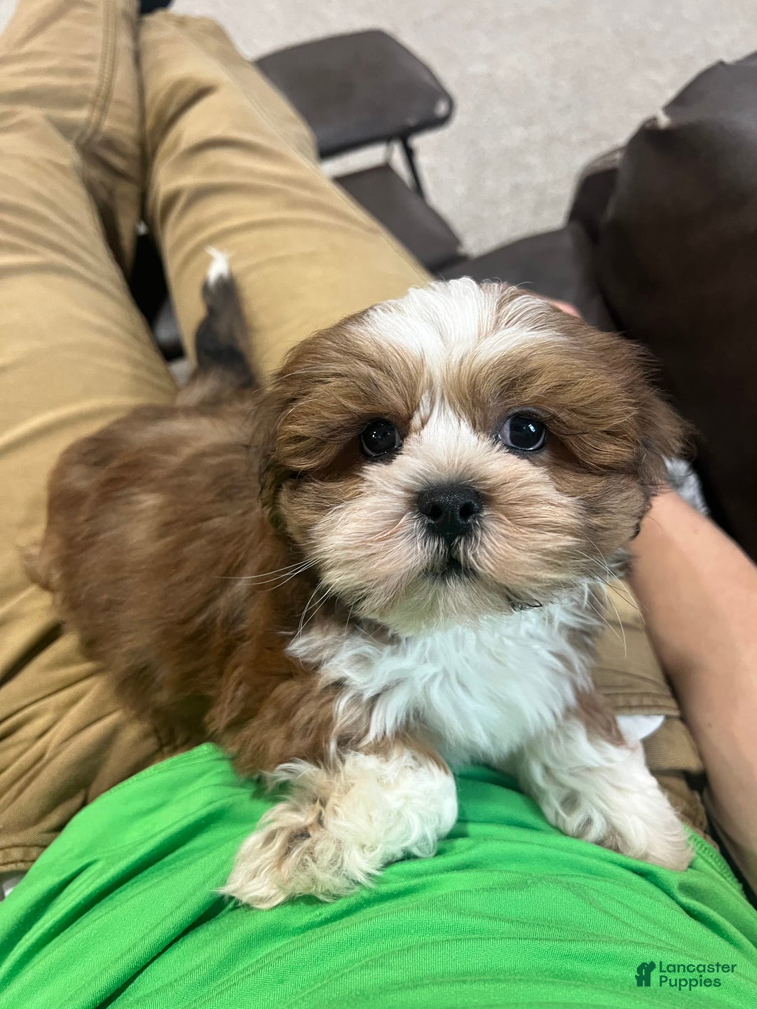 Lhasa Apso dogs for sale: Teddy - Image 1