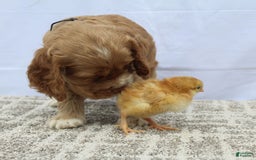 Cocker Spaniel dogs for sale: Scout - Image 9