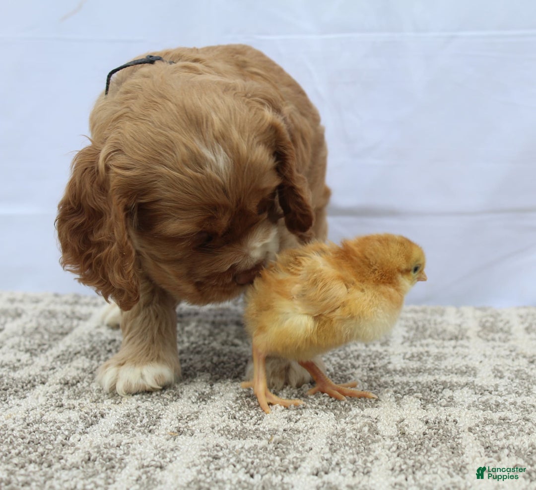 Cocker Spaniel dogs for sale: Scout - Image 9