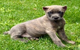 Cane Corso dogs for sale: Brynn - Image 3
