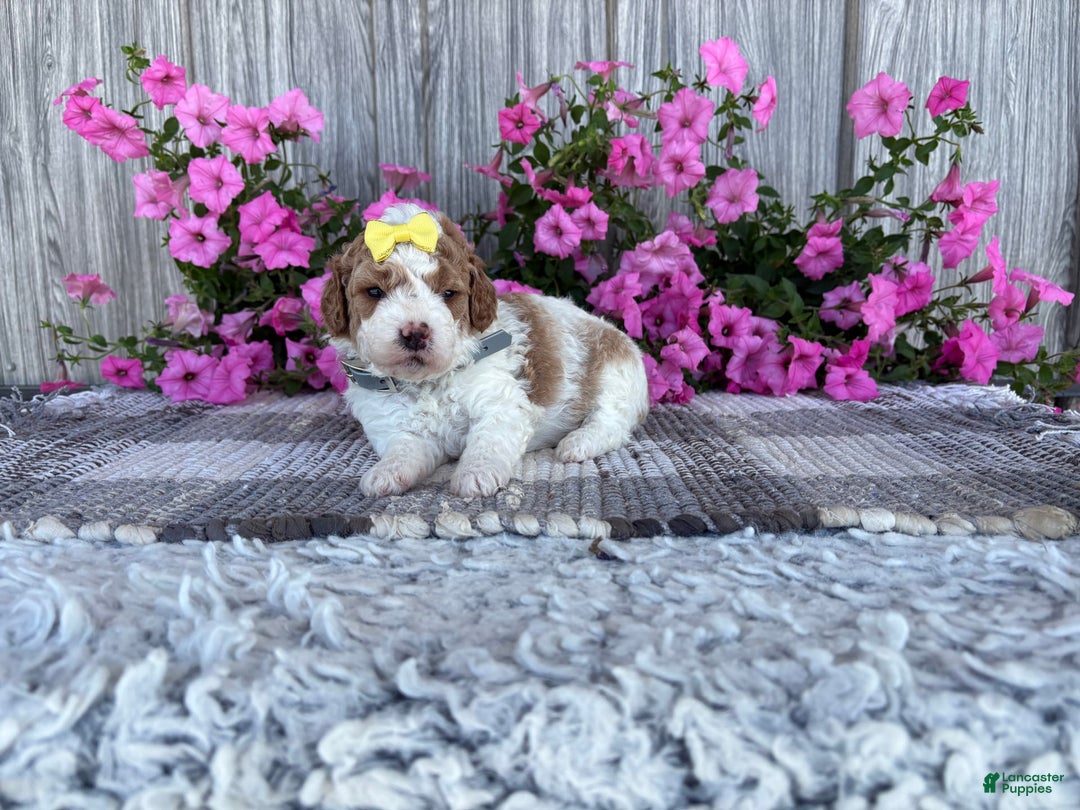 Mini Goldendoodle dogs for sale: Debbie - Image 5