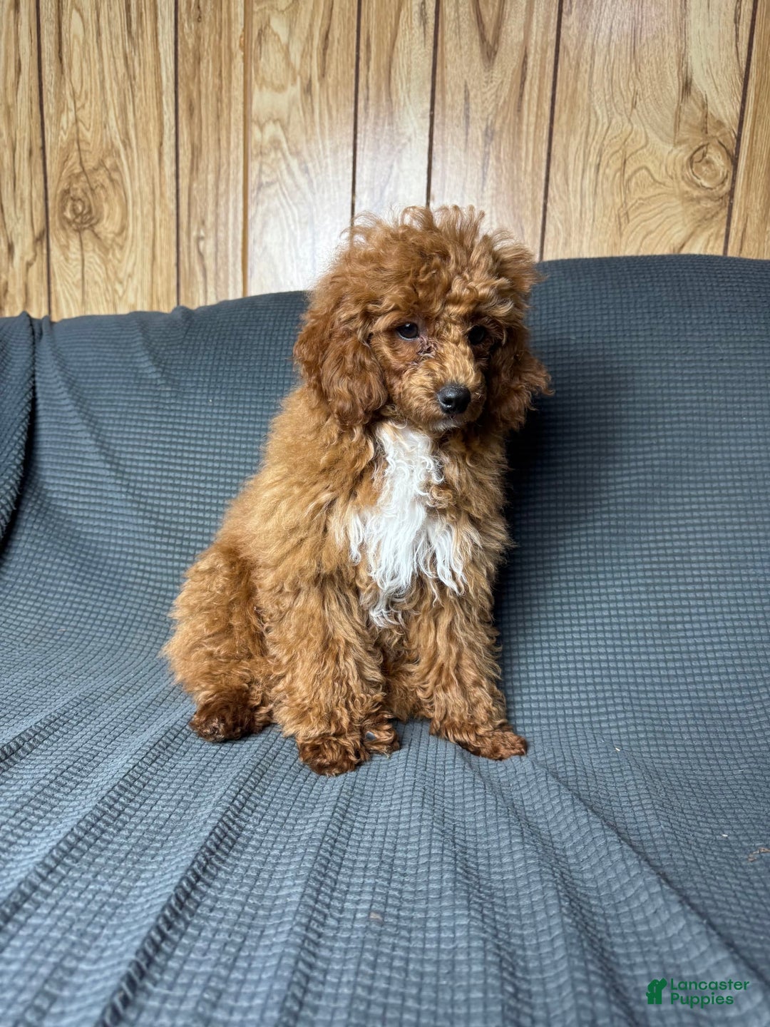 Toy Poodle dogs for sale: Maxi - Image 6