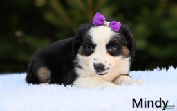 Miniature Australian Shepherd dogs for sale: Mindy - Image 1