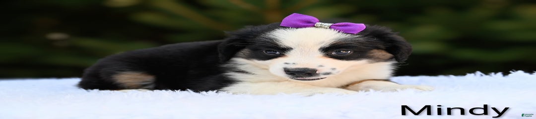 Mindy