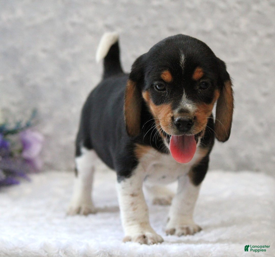 Beagle dogs for sale: Wilson - Image 5