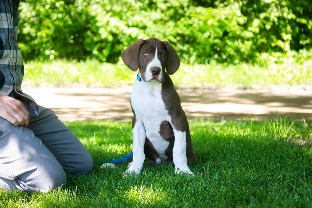 Great Dane dogs for sale: Jack - Image 16