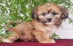 Shihpoo dogs for sale: Jasper - Image 1