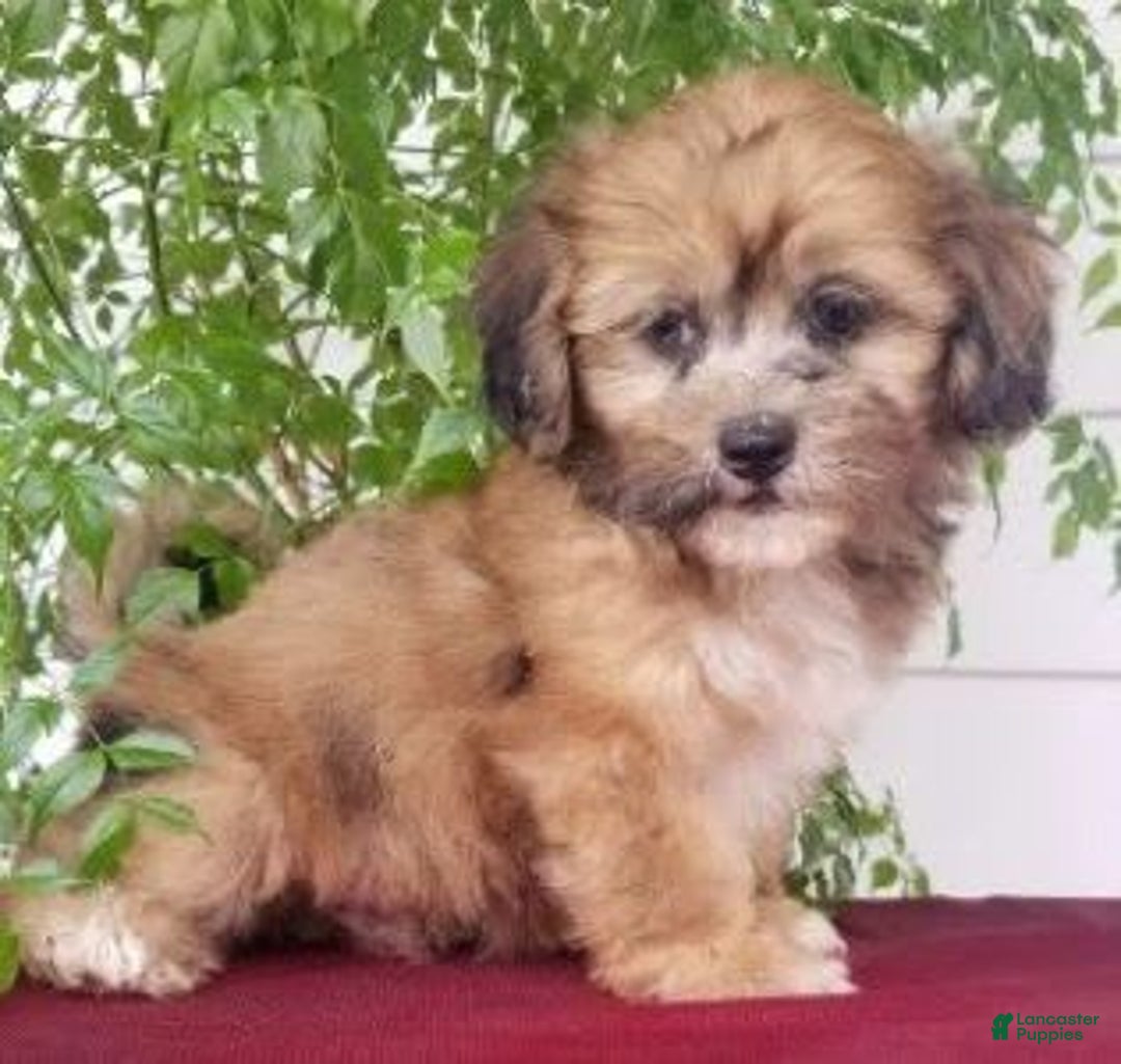 Shihpoo dogs for sale: Jasper - Image 1