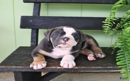 Olde English Bulldogge dogs for sale: Rocky - Image 4
