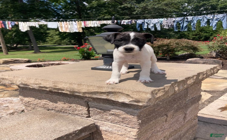 Jack Russell Terrier dogs for sale - Ad 1