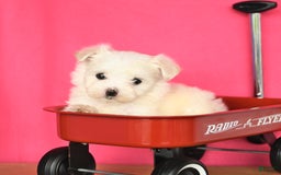 Maltese dogs for sale: Max - Image 4