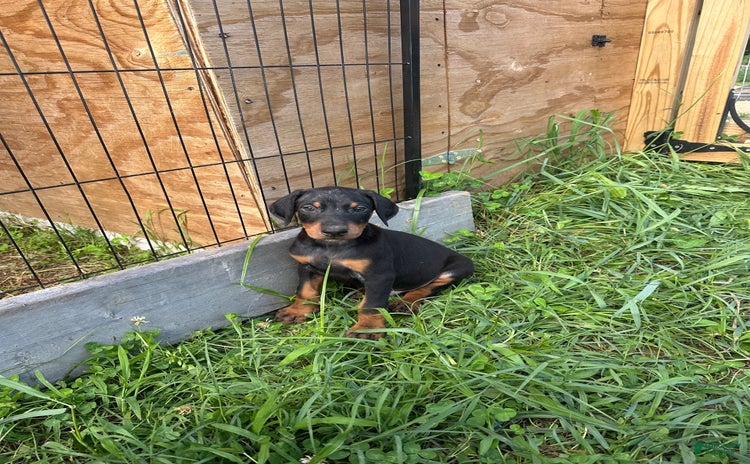 Doberman Pinscher dogs for sale - Ad 4