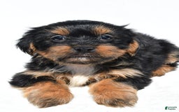 Shorkie dogs for sale: Winnie - Image 7