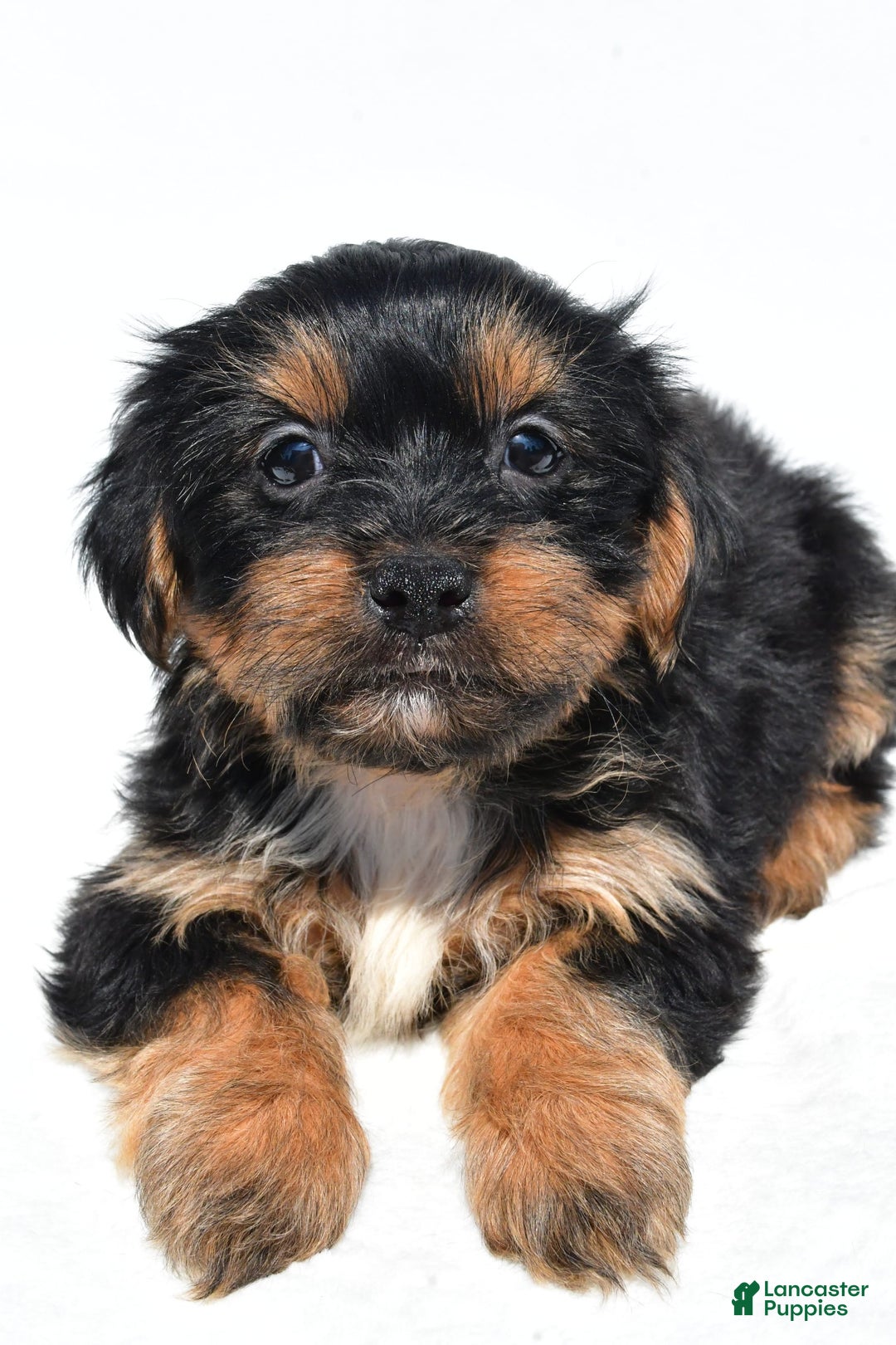 Shorkie dogs for sale: Winnie - Image 7
