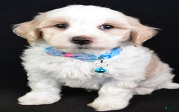 Maltipoo dogs for sale: Bruce - Image 3