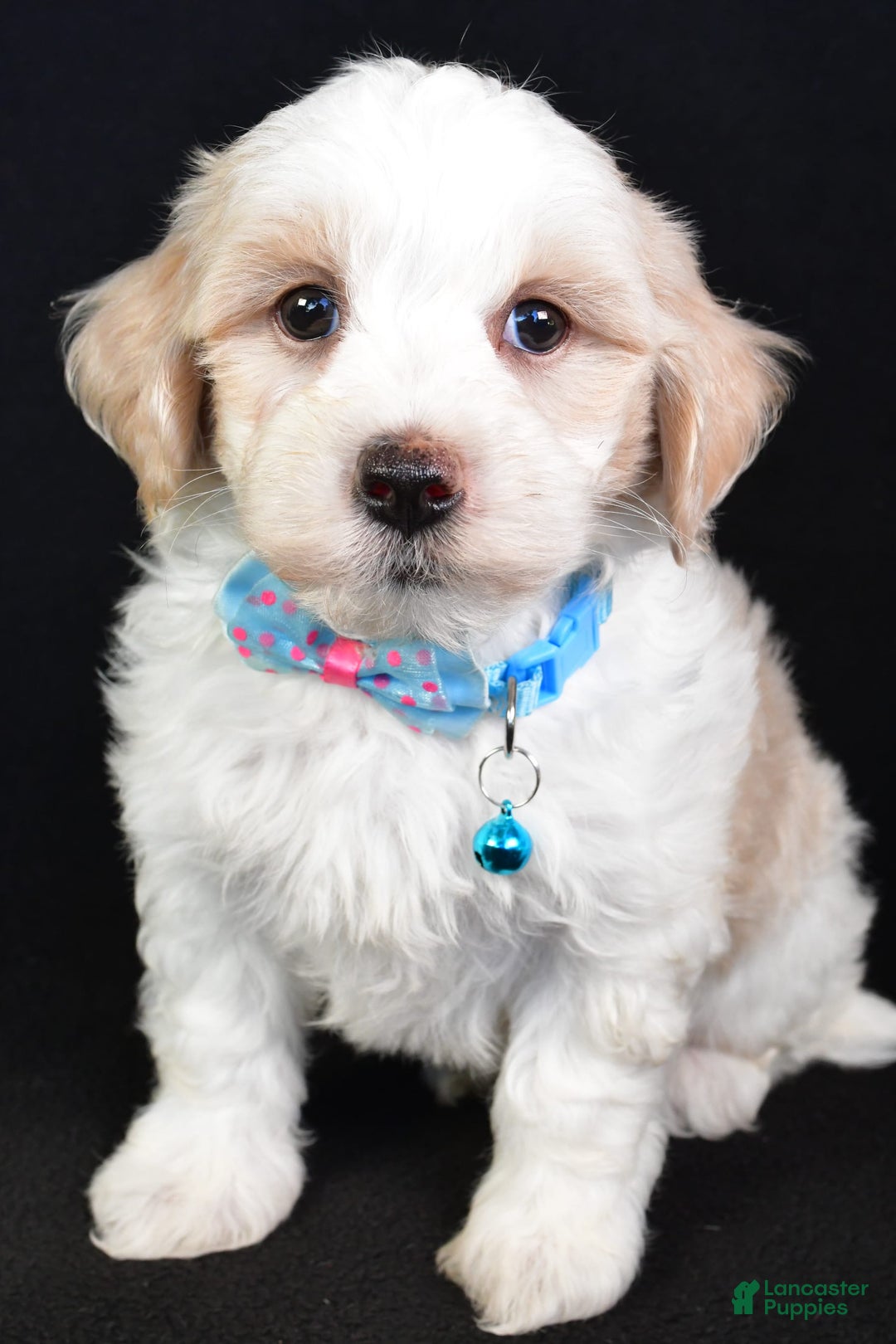 Maltipoo dogs for sale: Bruce - Image 3