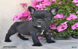 Frenchton dogs for sale: Fritz - Image 3