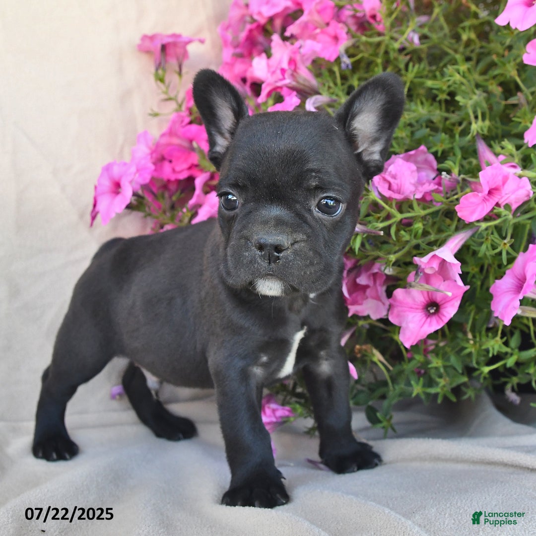 Frenchton dogs for sale: Fritz - Image 3