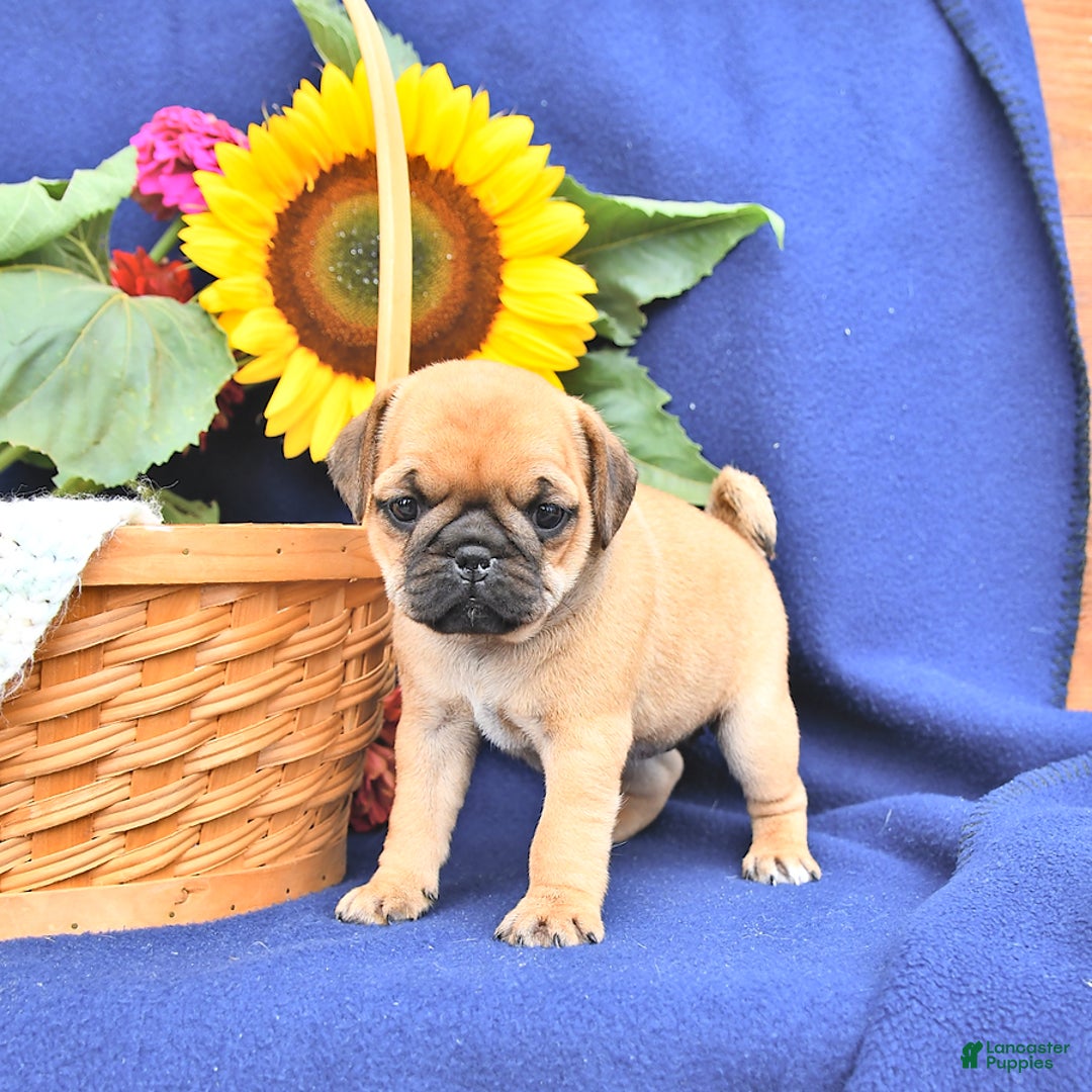 Pug dogs for sale: Petunia - Image 2