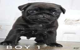 Pug dogs for sale: Boy 1 - Champion Lines! - Image 5