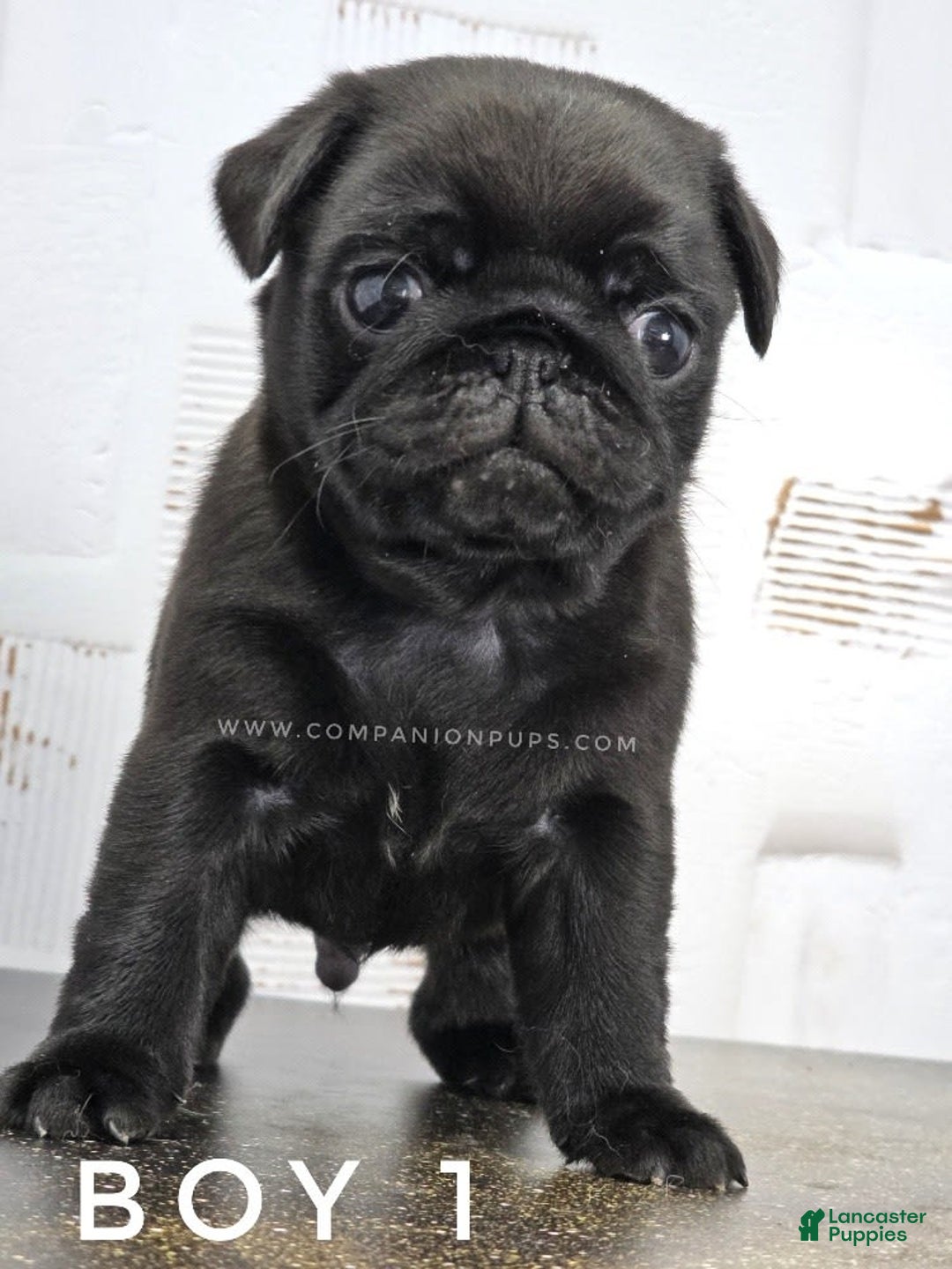Pug dogs for sale: Boy 1 - Champion Lines! - Image 5