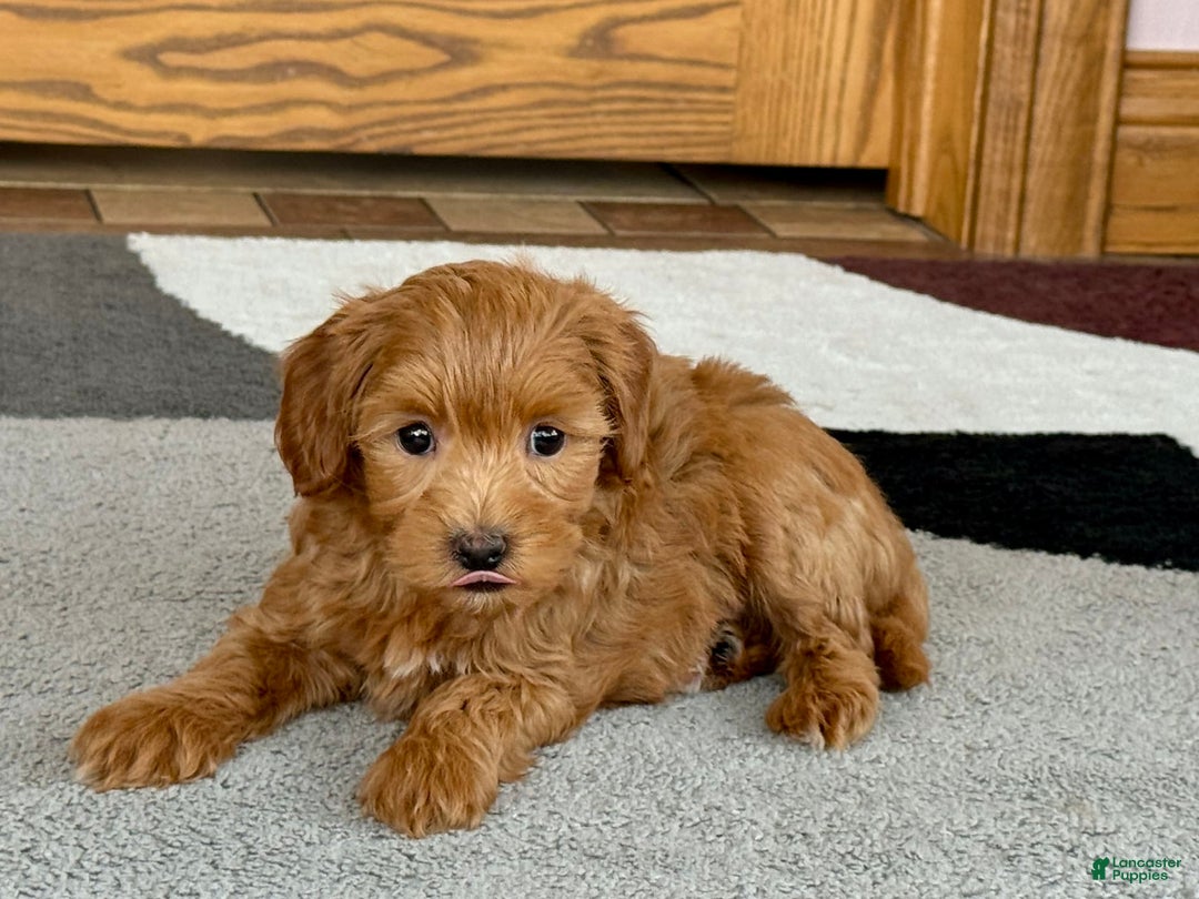 Maltipoo dogs for sale: Larry - Image 12
