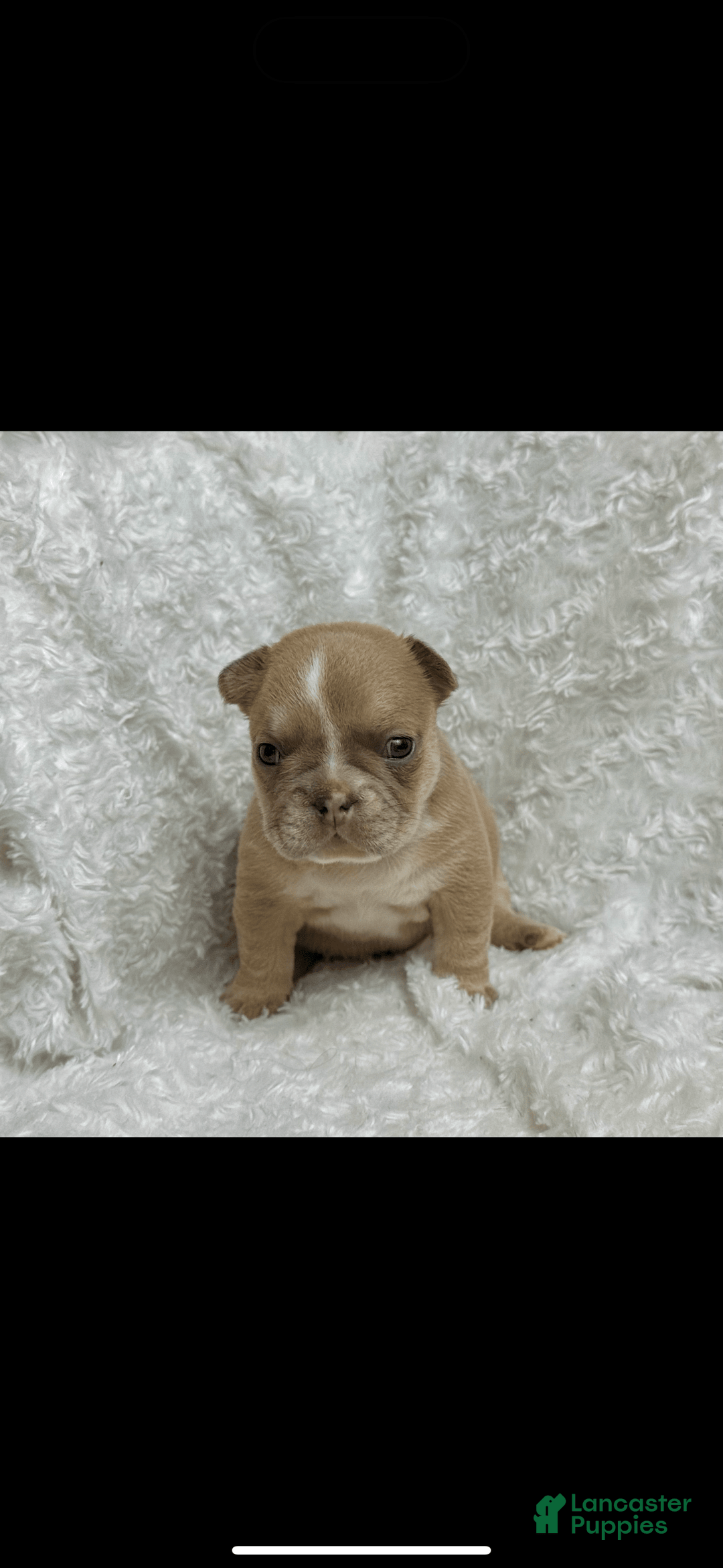 French Bulldog dogs for sale: Crown - Image 4