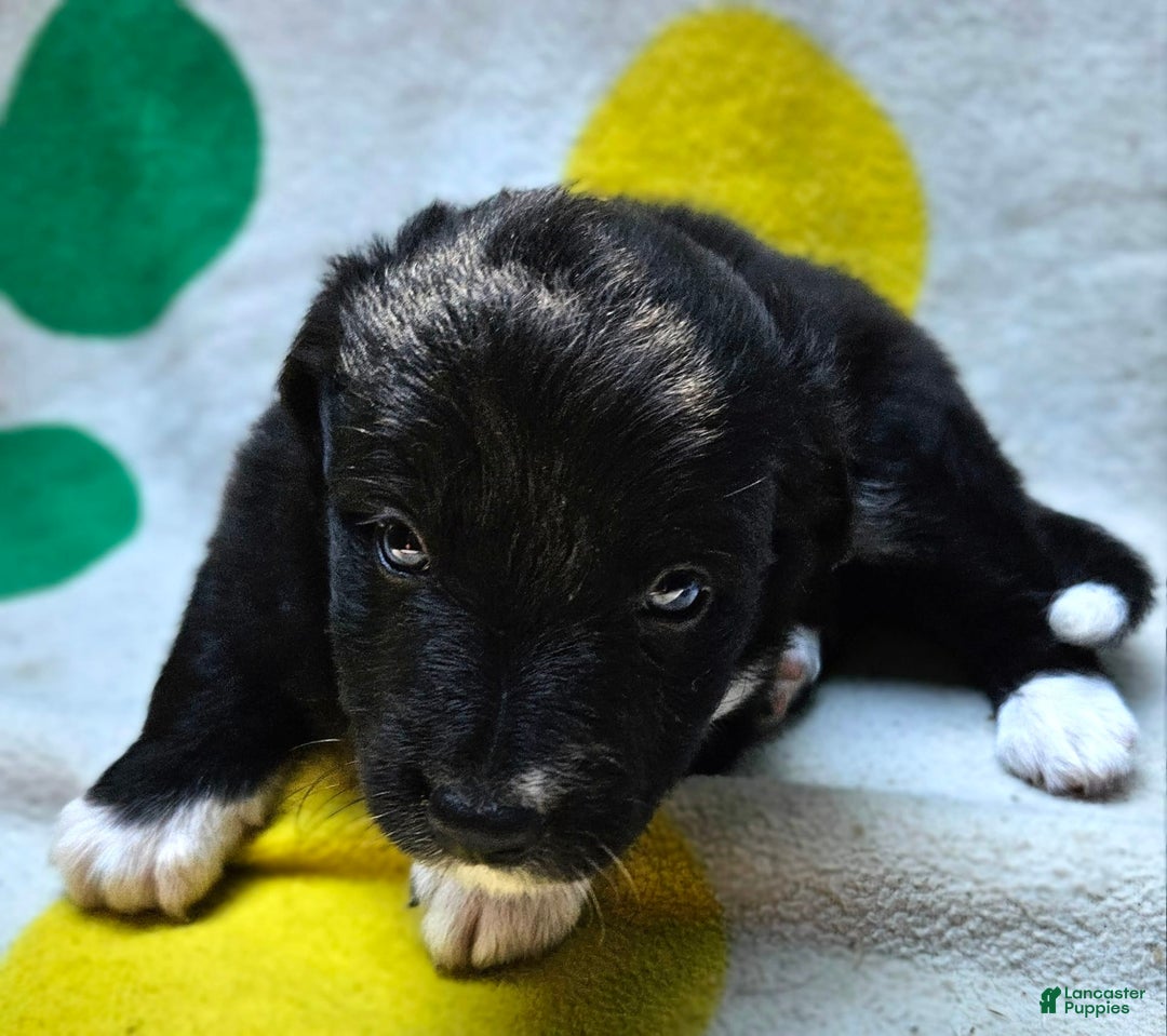 Border Collie dogs for sale: Francis - Image 9