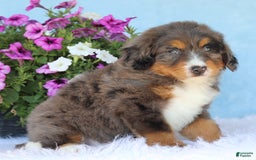 Mini Bernedoodle dogs for sale: Rocko - Image 1