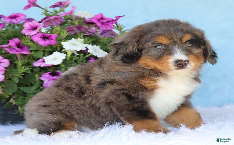 Mini Bernedoodle dogs for sale - Ad 3