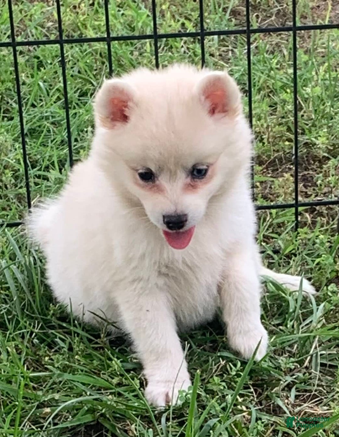 Alaskan Klee Kai dogs for sale: Fluffy Lil Tiki - Image 3