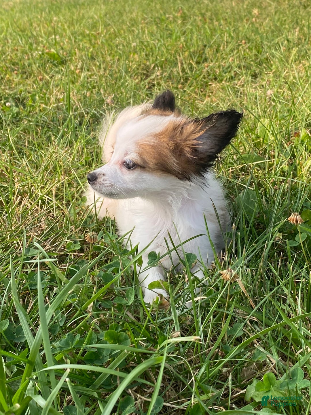 Papillon dogs for sale: Rita - Image 2