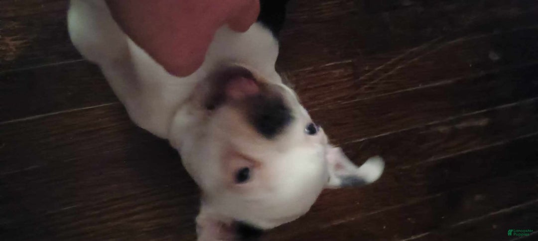Boston Terrier dogs for sale: Whitehead - Image 1