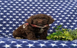 Cockapoo dogs for sale: Maverick - Image 4