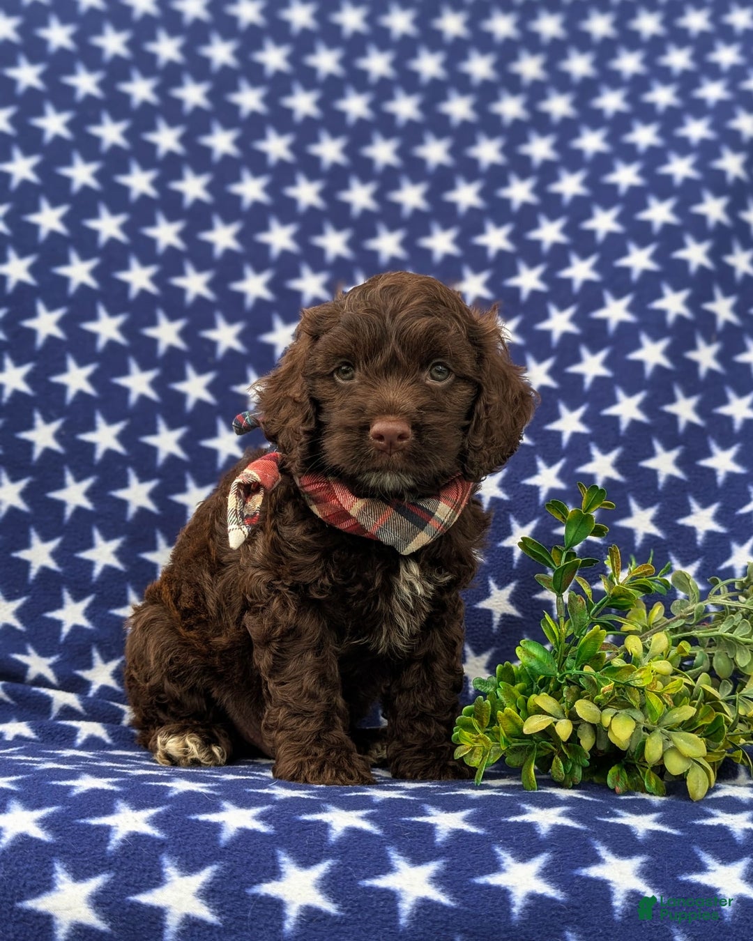 Cockapoo dogs for sale: Maverick - Image 4