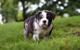 Beabull dogs for sale: Charlie - Image 2