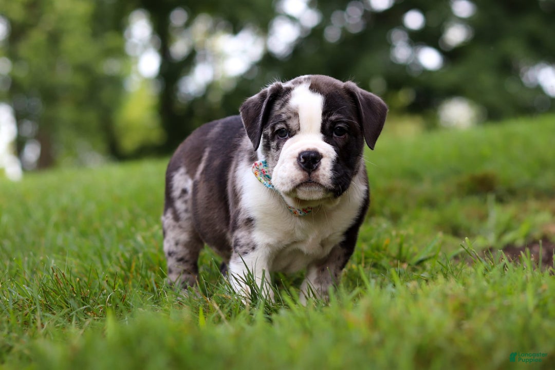 Beabull dogs for sale: Charlie - Image 2