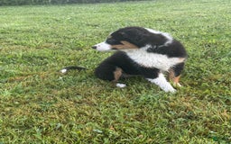 Australian Shepherd dogs for sale: Ahsoko - Image 25