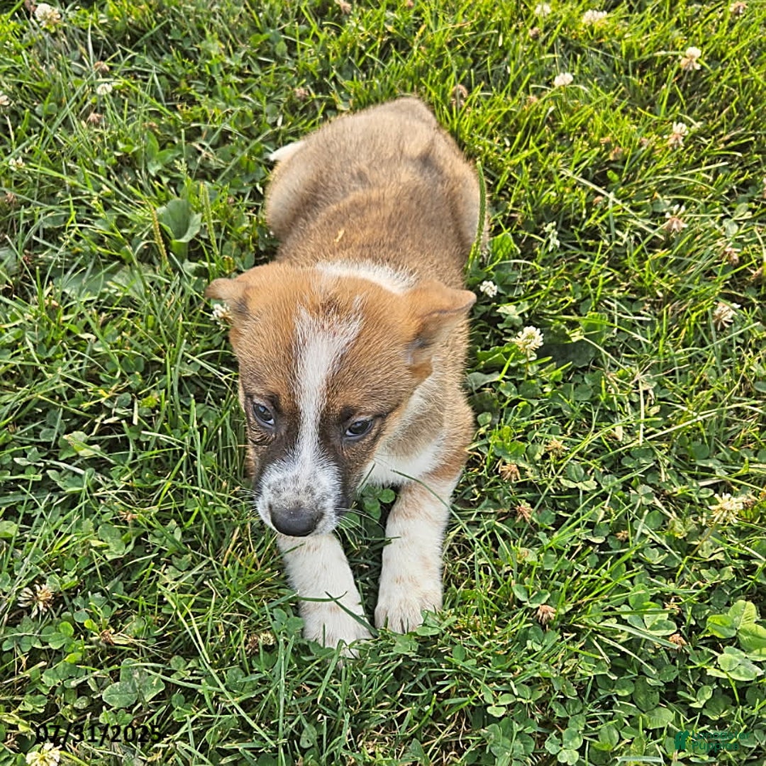 Border Collie dogs for sale: Willie - Image 5
