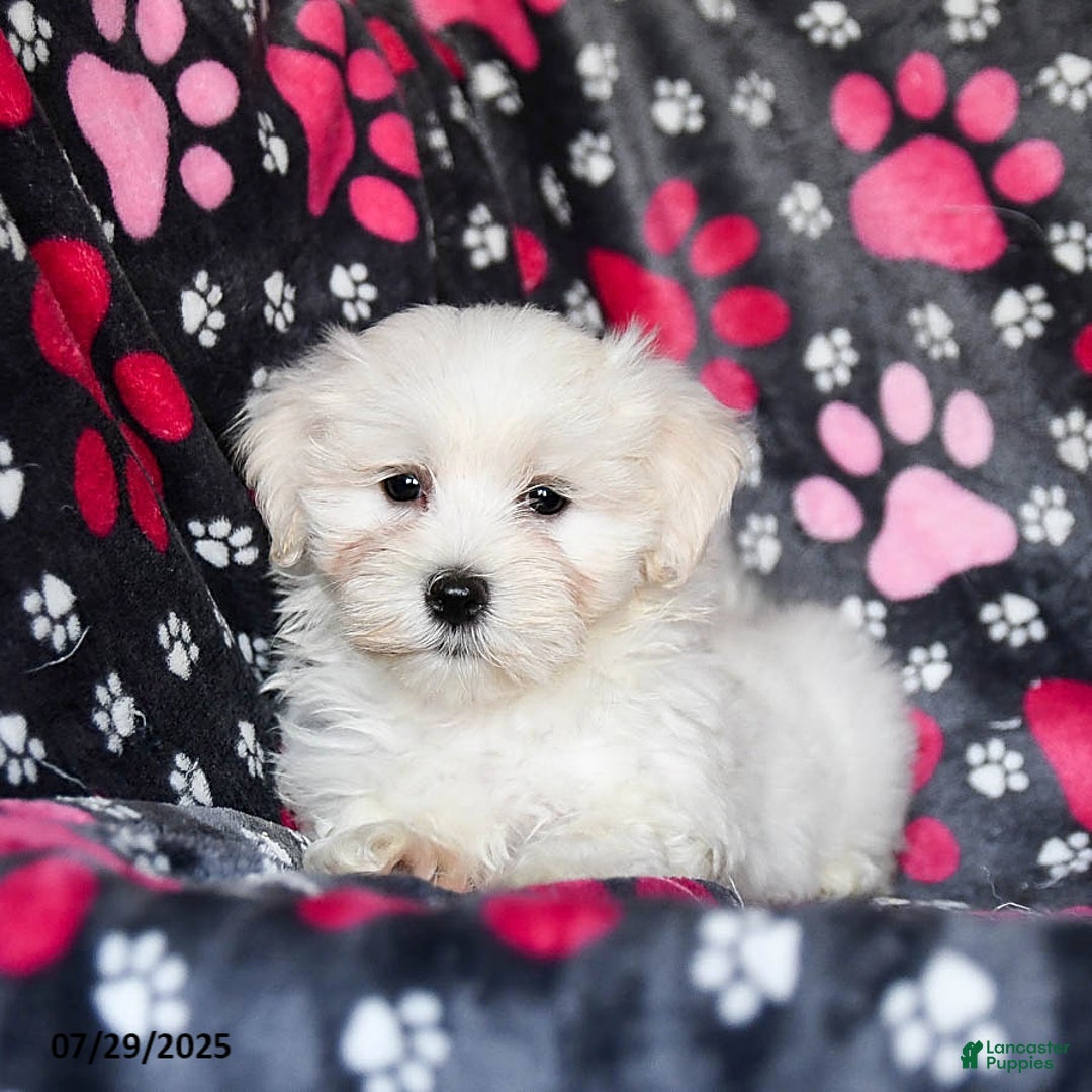 Maltese dogs for sale: Nitro - Image 5