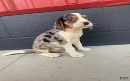 Beaglier dogs for sale: Alec - Image 7