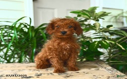 Mini Goldendoodle dogs for sale: Georgia - Image 3