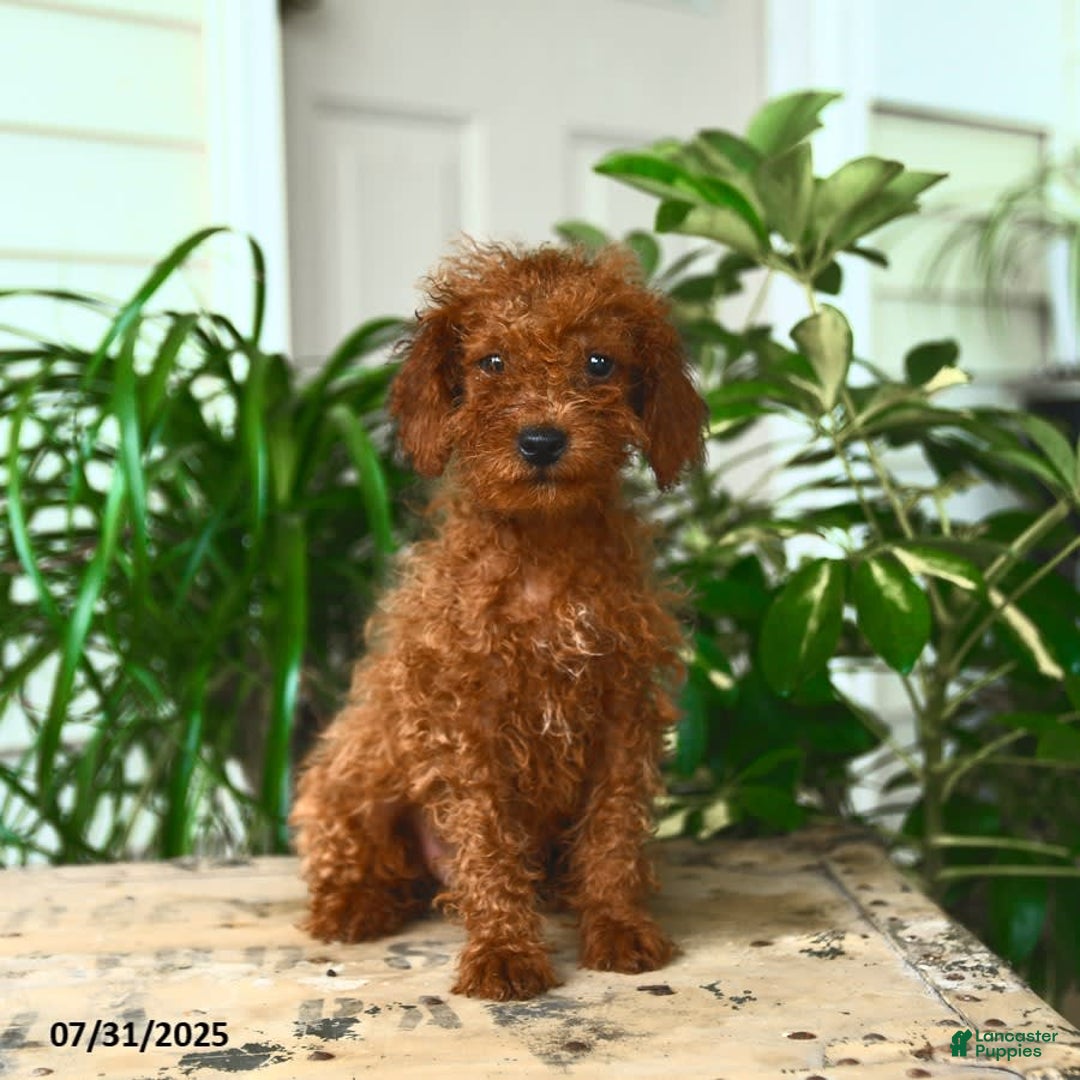 Mini Goldendoodle dogs for sale: Georgia - Image 3