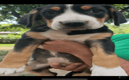 Greater Swiss Mountain Dog dogs for sale: Julep - Image 7